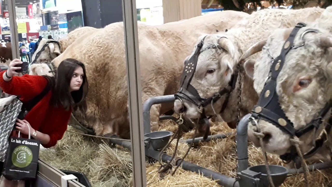 Les belles bêtes du salon de l’agriculture 2019. Ambiances et réactions