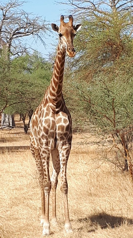 Un Safari avec IKNEWS: embarquement au coeur de la réserve de Bandia