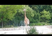 Découverte: la ville de Lyon vue du ciel (depuis la Fourvière) et le Parc de la Tête d’or