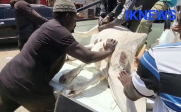 Korité: immersion au Marché Fora de Dakar: des voisins solidaires pour l’achat de bœuf pour la fête