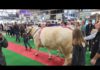 Les belles bêtes du Salon de l’Agriculture 2024