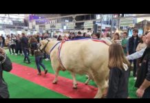 Les belles bêtes du Salon de l’Agriculture 2024