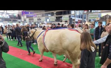 Les belles bêtes du Salon de l’Agriculture 2024